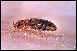 Pest control
