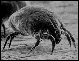 Pest control