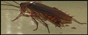 Pest control